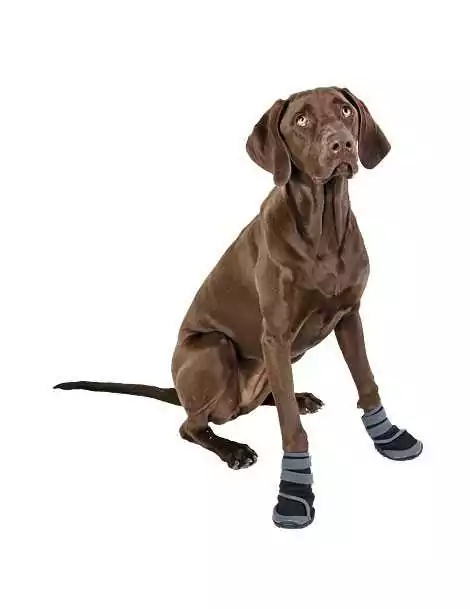 Topánky Active pre psa XXS šedá/čierna 