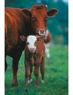 Odstavovač od dojčenia pre dobytok