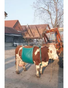 Zariadenie na dvíhanie kráv