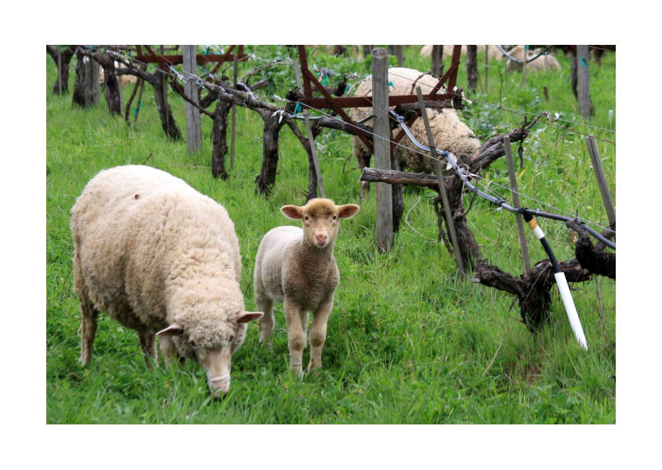 Ovečky - „bio“ pomocníci vo vinohradoch 