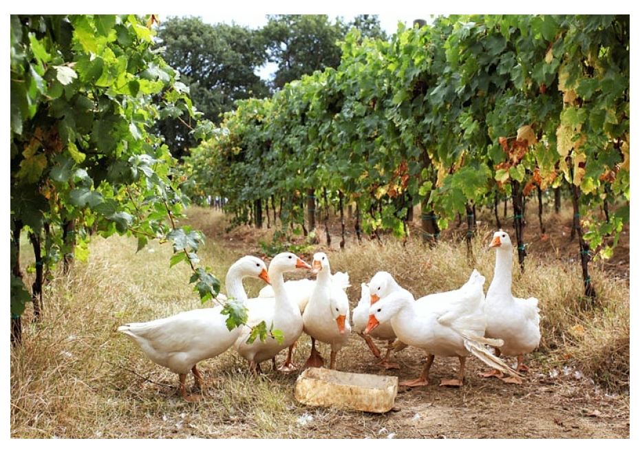 Ďalší „bio“ pomocníci vo vinohradoch 