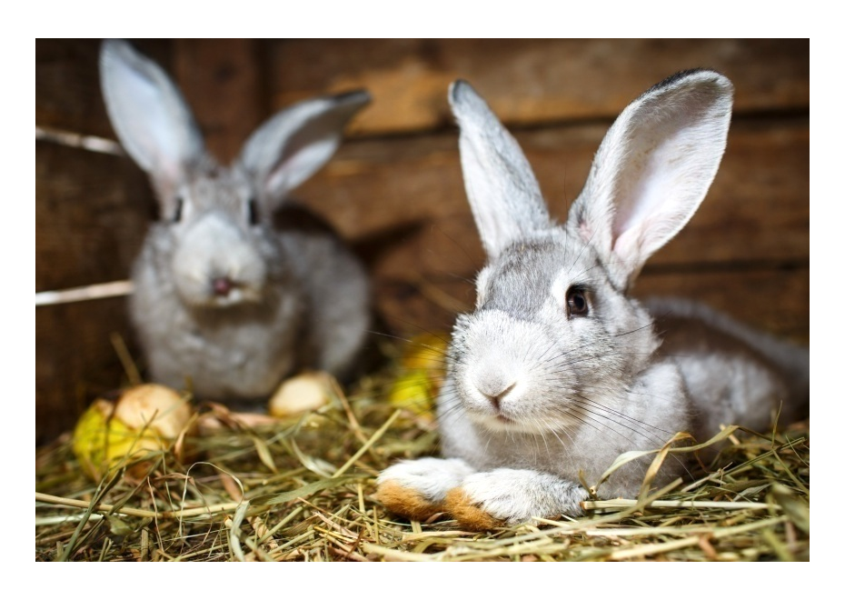 Zdravé králiky aj bez liekov? 