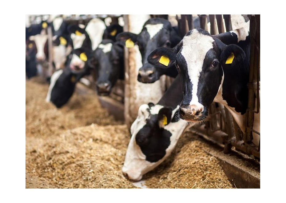 Minimum zrážok zvyšuje riziko nedostatku krmív pre hospodárske zvieratá