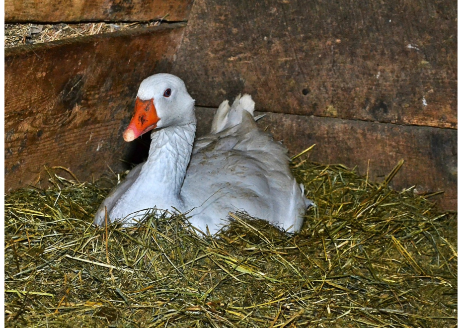 Producenti foie gras obvinili súd v USA 