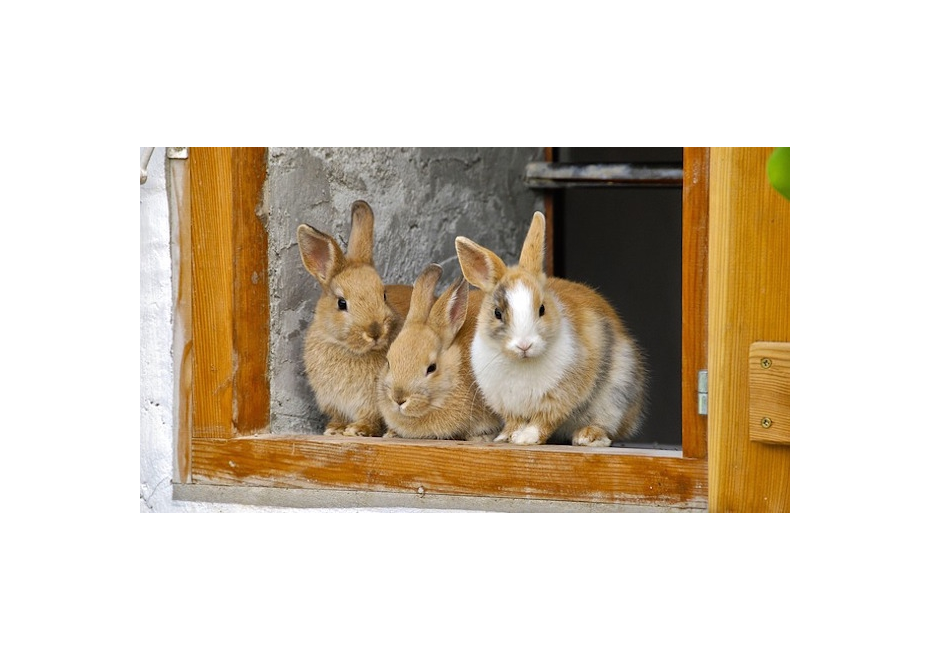 Komerčný chov králikov na Slovensku