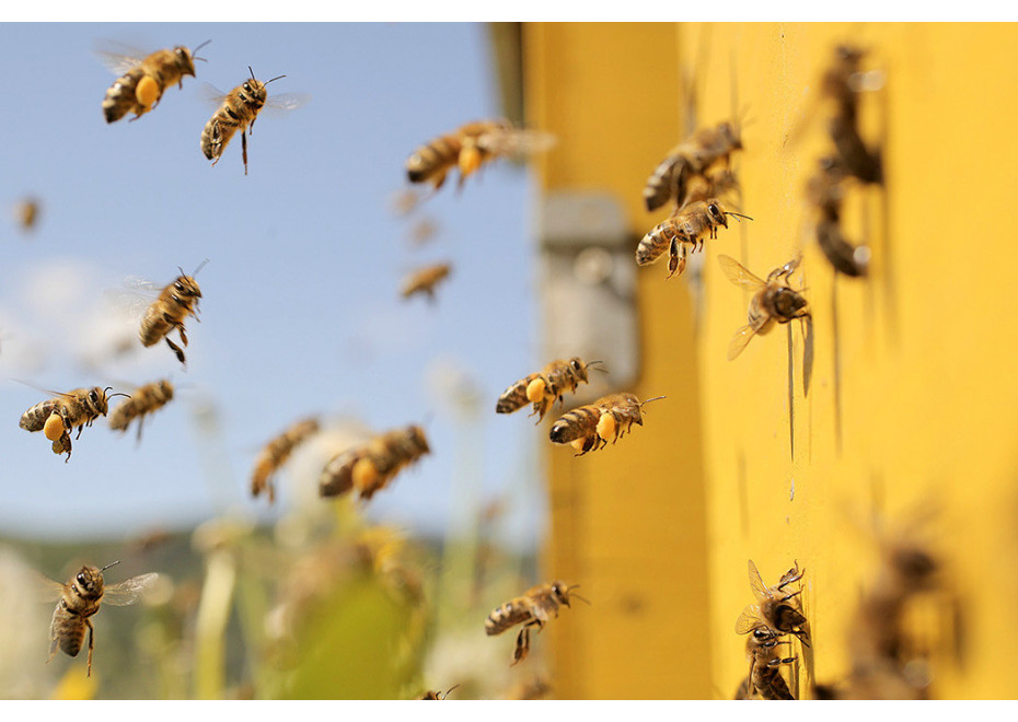 Včelárom uhynulo necelých 5 % včelstiev, produkciu medu to neovplyvní