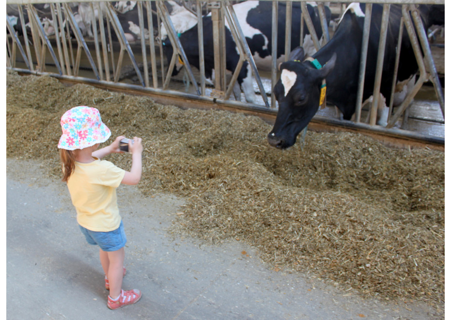 Na Slovensku sa 21. a 22. júna otvoria brány mliečnych fariem 