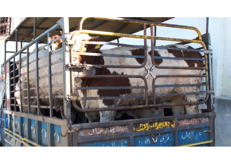 Dočasný zákaz vývozu dobytka do tretích krajín