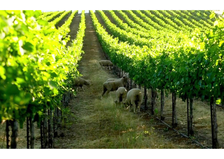 Ovce vo viniciach pomáhajú plieniť buriny