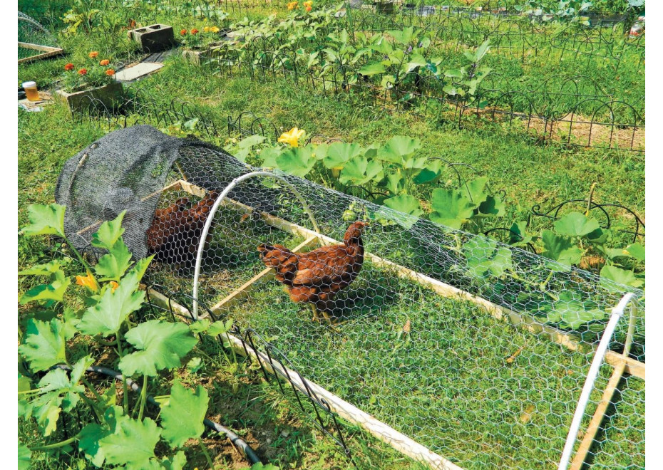 Ako ochrániť trávnik či záhradu pred sliepkami?