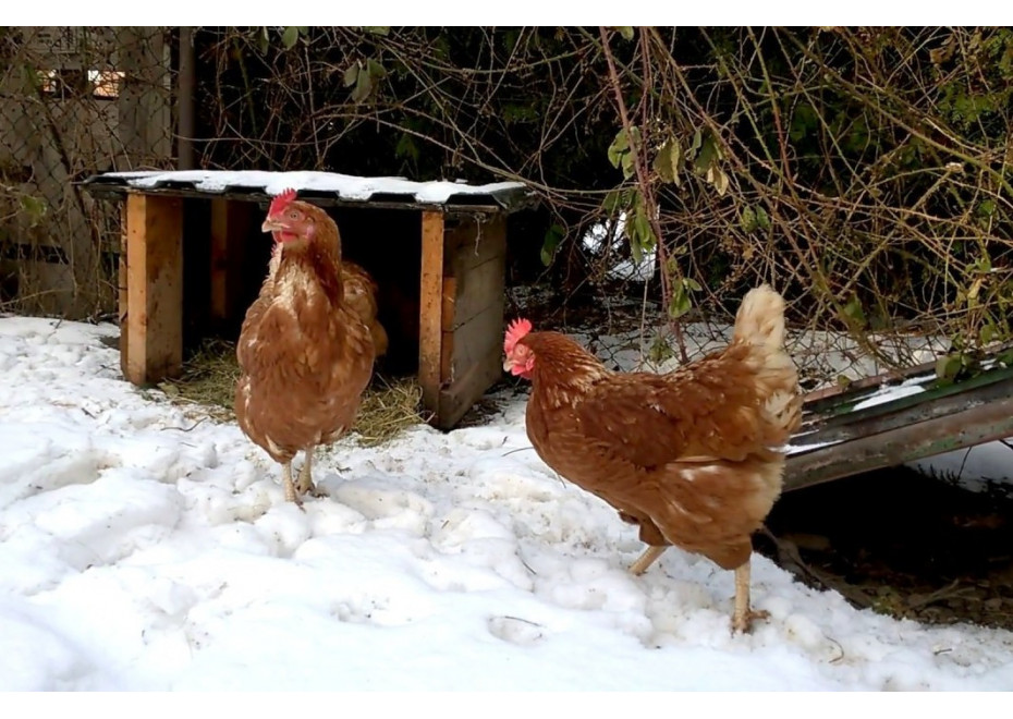 Znášajú sliepky vajcia aj v zime?
