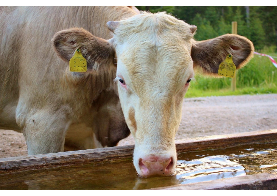 Koľko vody potrebuje dobytok v lete?