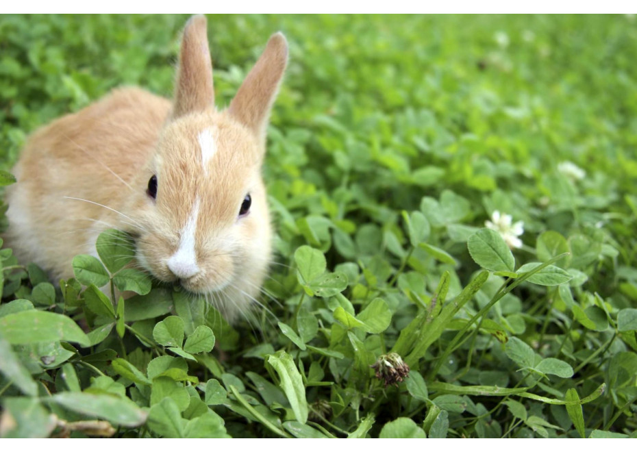 Ekologický chov králikov