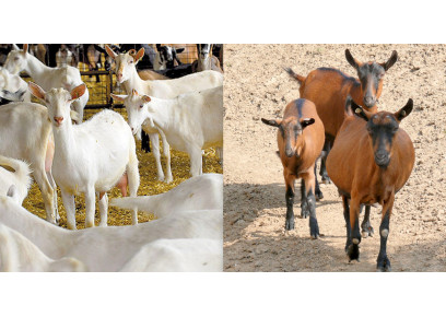 Chovať kozu bielu krátkosrstú alebo radšej hnedú krátkosrstú?