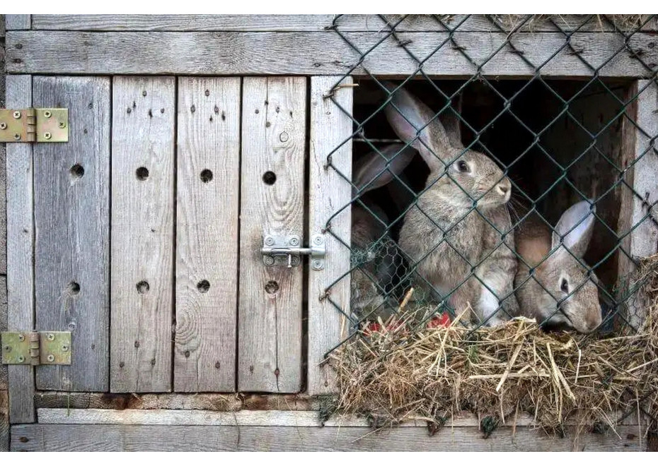 Správna zoohygiena v chove králikov