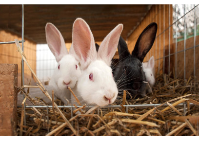 Aké sú zvláštnosti správania u králikov?